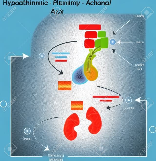 Hypothalamus-Hypophysen-Nebennieren-Achse Illustration