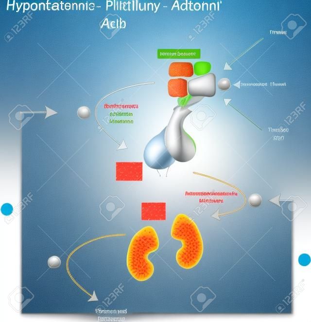 Hypothalamus-Hypophysen-Nebennieren-Achse Illustration