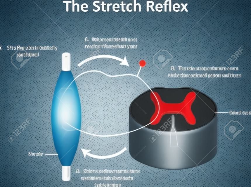O Stretch Reflex