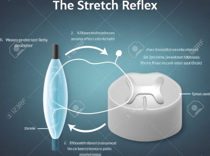 Stretch Reflex