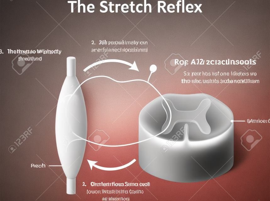 O Stretch Reflex