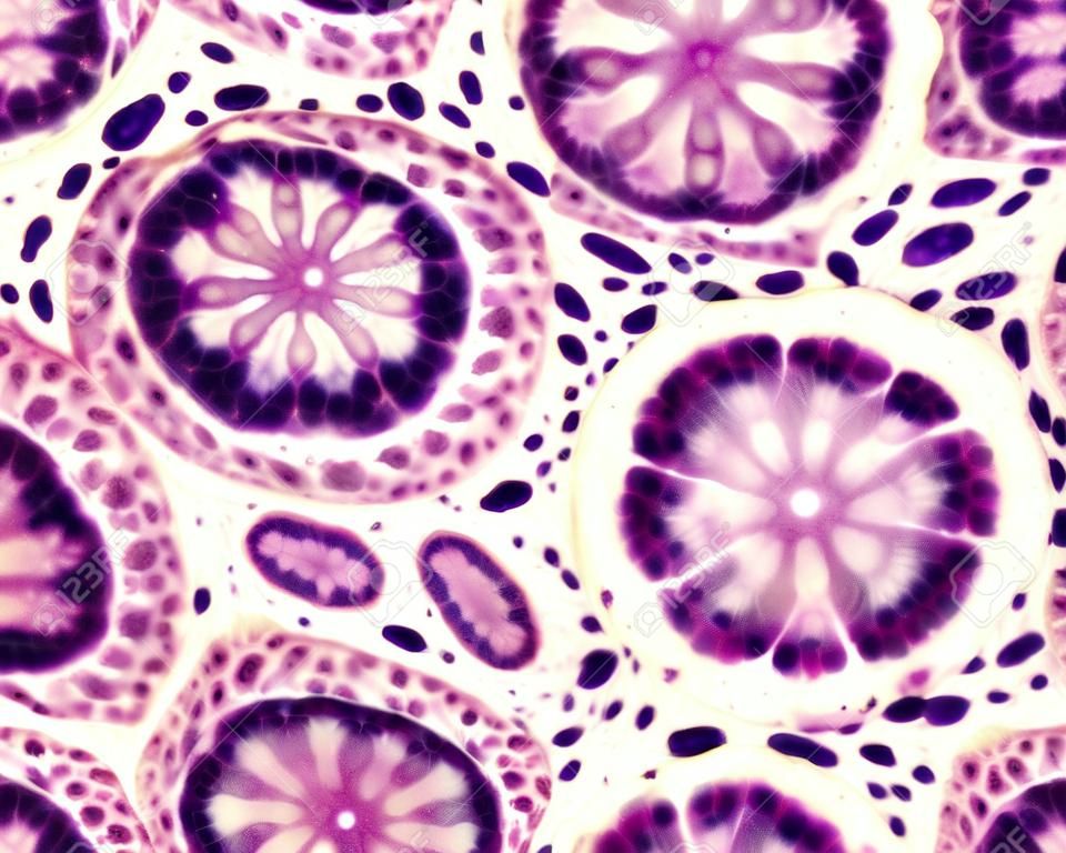Przekrój poprzeczny gruczołów jelitowych (krypty Lieberkühn) z widocznymi śluzowymi komórkami kubkowymi. Ludzka okrężnica.