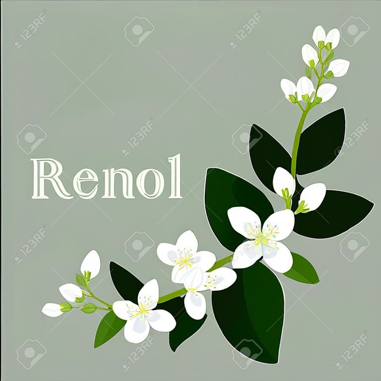illustration with orange blossom: flowers, buds and leaves.