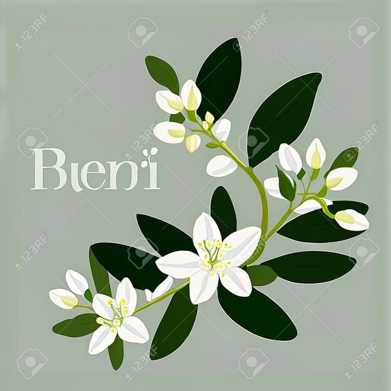 illustration with orange blossom: flowers, buds and leaves.