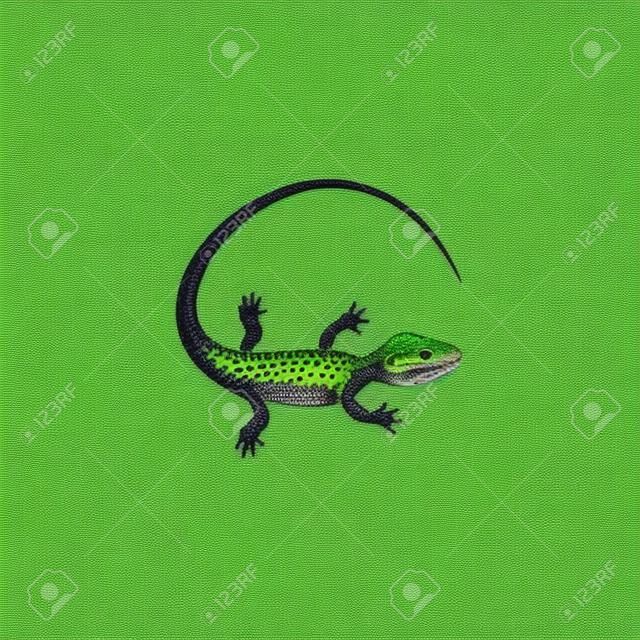 Lizard Reptile Line Art Silhouette Collection Set Hand Drawn Vector Stock  Vector by ©NaDo_Krasivo 212329256