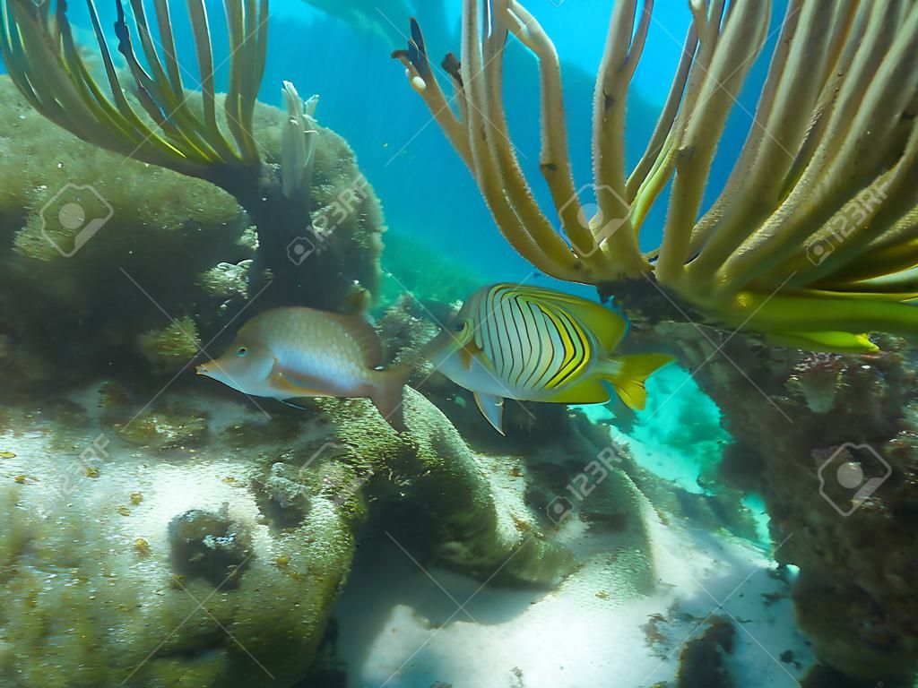 Flora and Fauna of Caribbean Sea, Grand Cayman