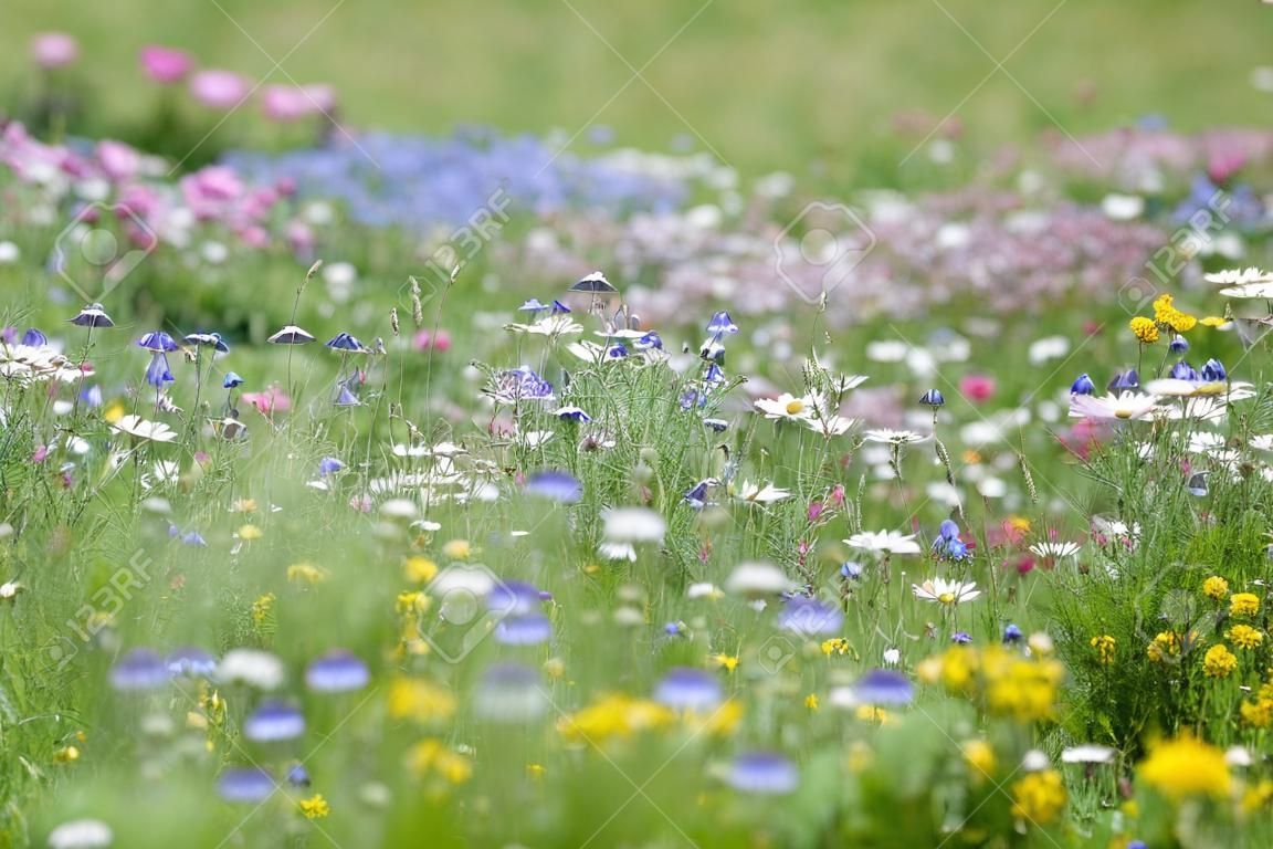 prado de flores