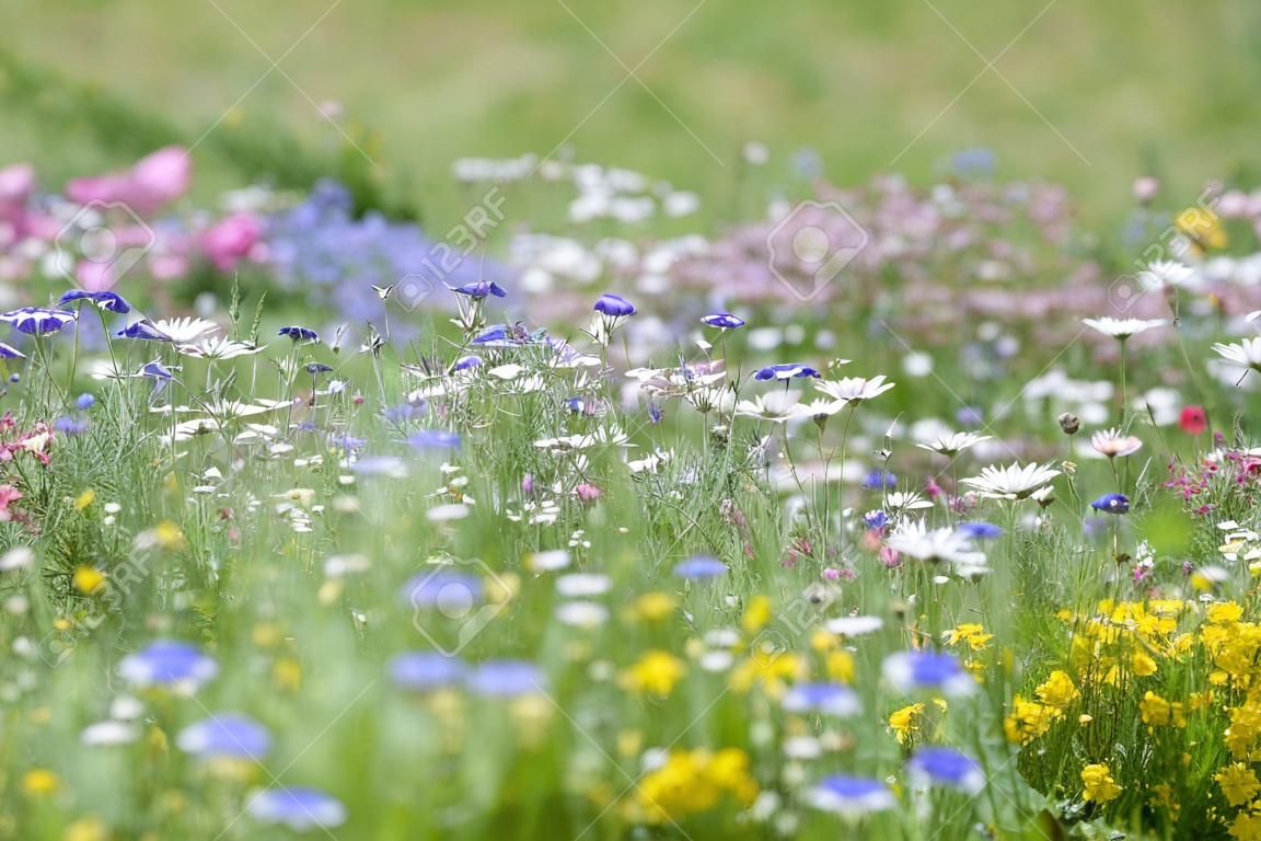 prado de flores