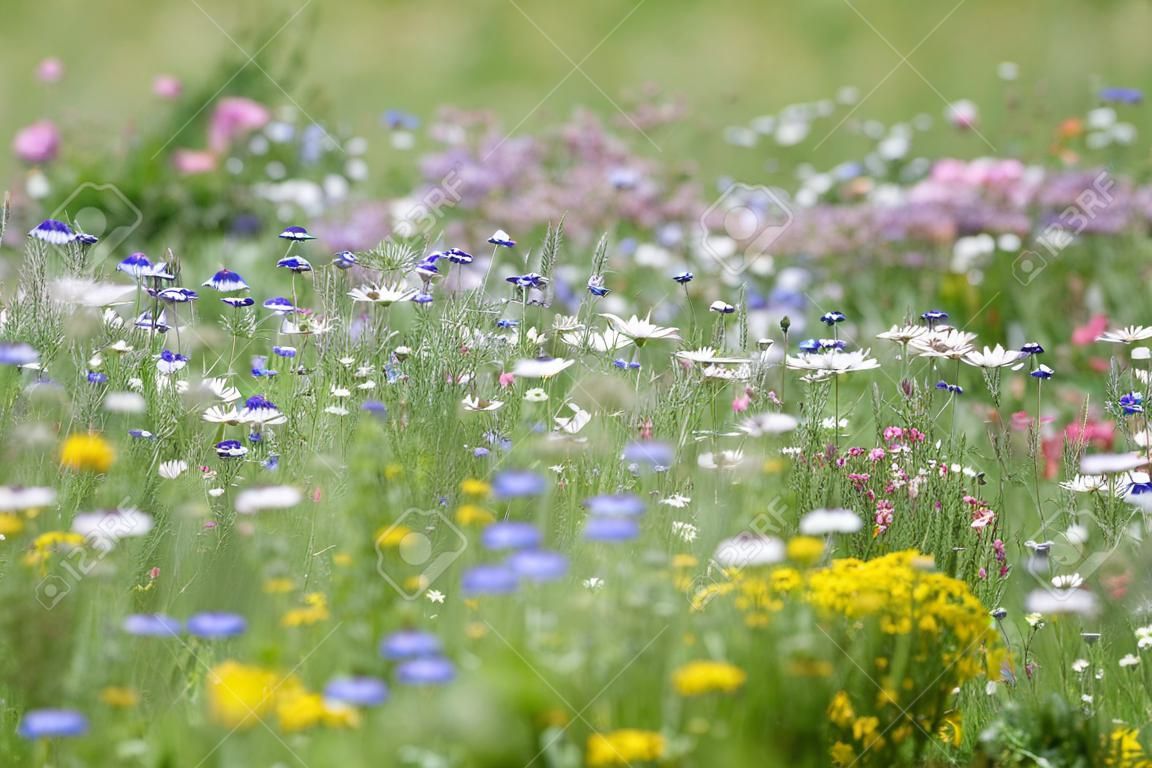 花の草原