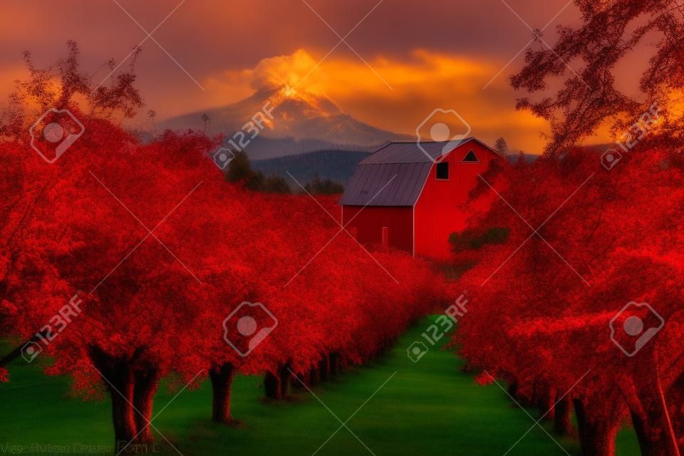 Red Barn in Pear Orchard in Hood River Oregon at Sunset