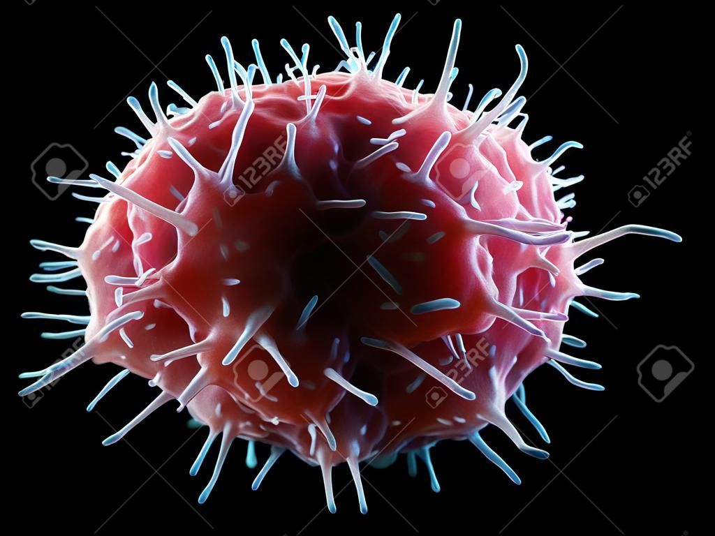 Natürliche Killerzellen bieten schnelle Antworten auf virusinfizierte Zellen und Tumorzellen. Sie wirken etwa 3 Tage nach der Infektion.