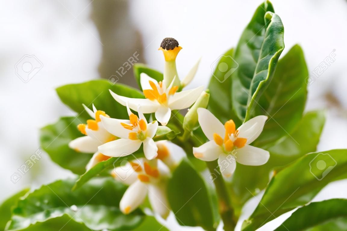 lemon flower