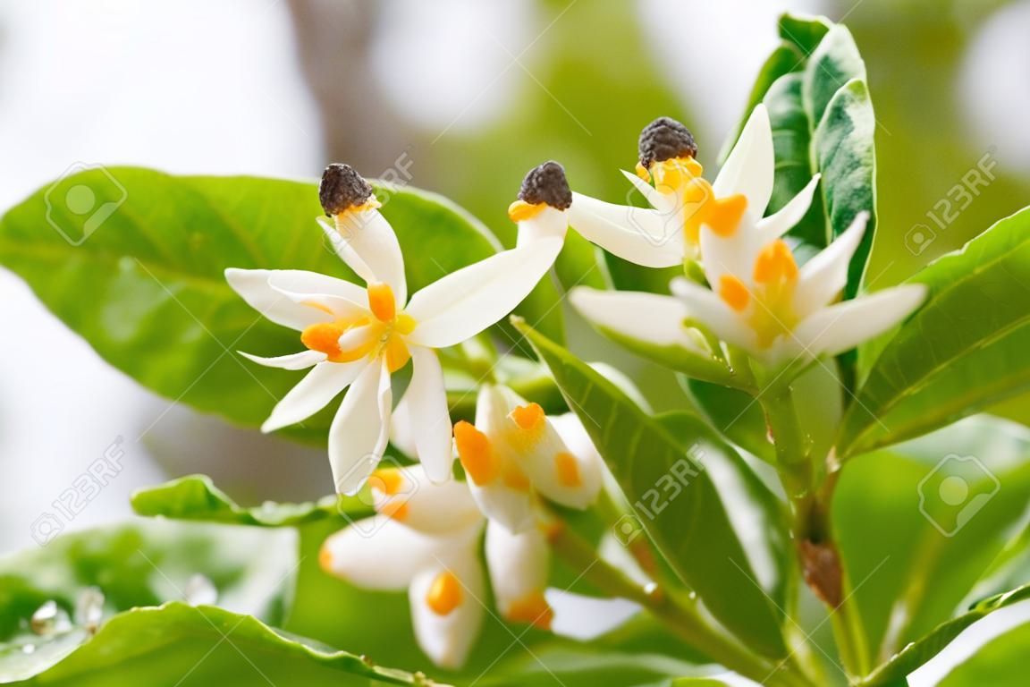 lemon flower