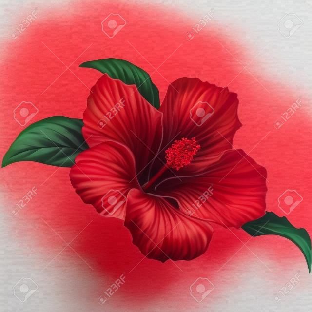 Красный цветок гибискуса с листьями