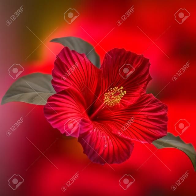 Red Hibiscus Flower Blossom With Leaves