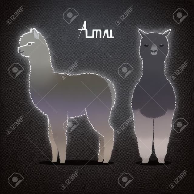 Lama vector illustration. Fas and profile.