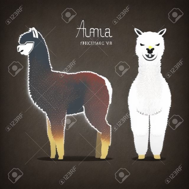 Lama vector illustration. Fas and profile.