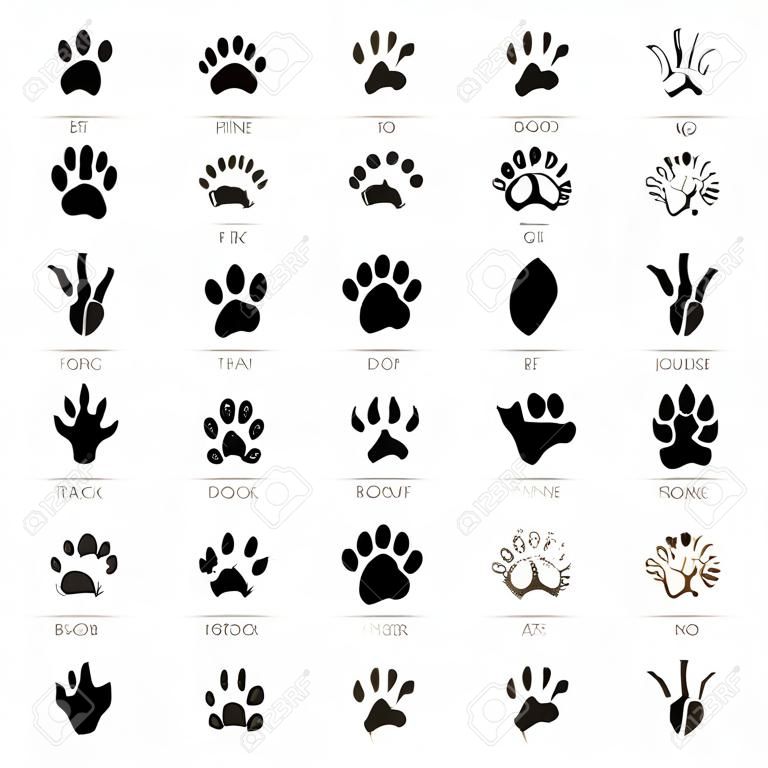 Traces d'animaux reproduites, avec noms et reflet, sur fond blanc