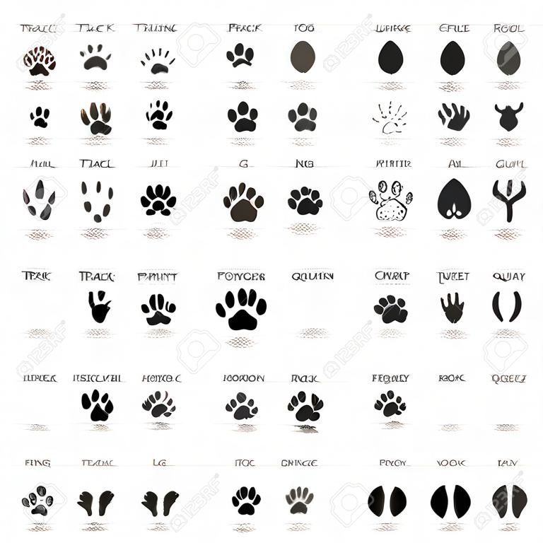 Animal track prints set, with names and reflection, on white background
