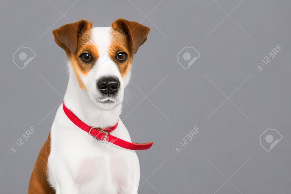 fox terrier dog