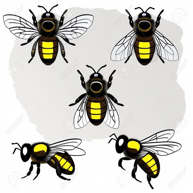 Vector illustratie - bijen op wit, EPS 10, RGB. Gebruik transparantie.