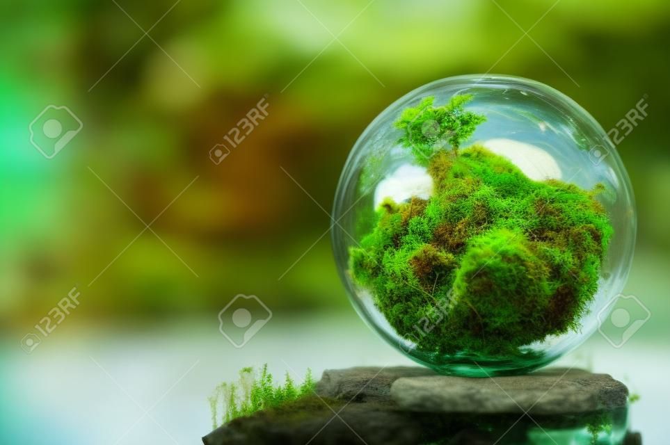 苔藓和玻璃球