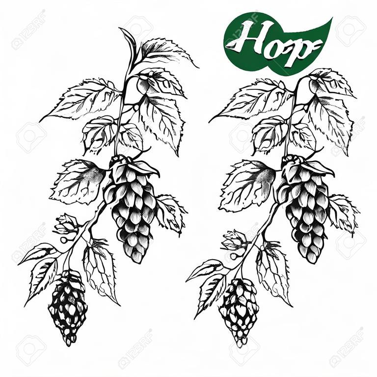 葉、円錐形、ホップの花、黒と白、スケッチ、彫刻デザイン ホップ植物と垂直方向の境界線手描きホップのビール ホップ セットの枝します。すべての要素が分離されました。