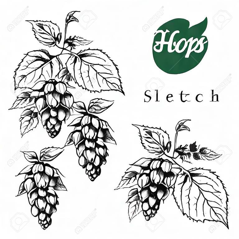 houblon de bière ensemble de vertical main frontière tracée houblon branches avec des feuilles, des cônes de houblon et de fleurs, noir et blanc, croquis et la conception de gravure houblon plantes. Tout élément isolé.