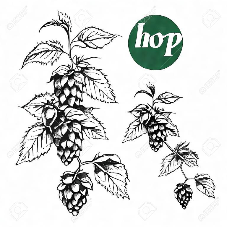 葉、円錐形、ホップの花、黒と白、スケッチ、彫刻デザイン ホップ植物と垂直方向の境界線手描きホップのビール ホップ セットの枝します。すべての要素が分離されました。