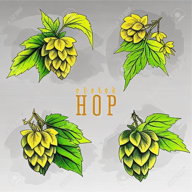 Beer hops set of 4 hand drawn hops branches with leaves, cones and hops flowers, color sketch and engraving design hops plants. All element isolated, common hop or Humulus lupulus branch.
