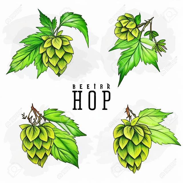 Beer hops set of 4 hand drawn hops branches with leaves, cones and hops flowers, color sketch and engraving design hops plants. All element isolated, common hop or Humulus lupulus branch.