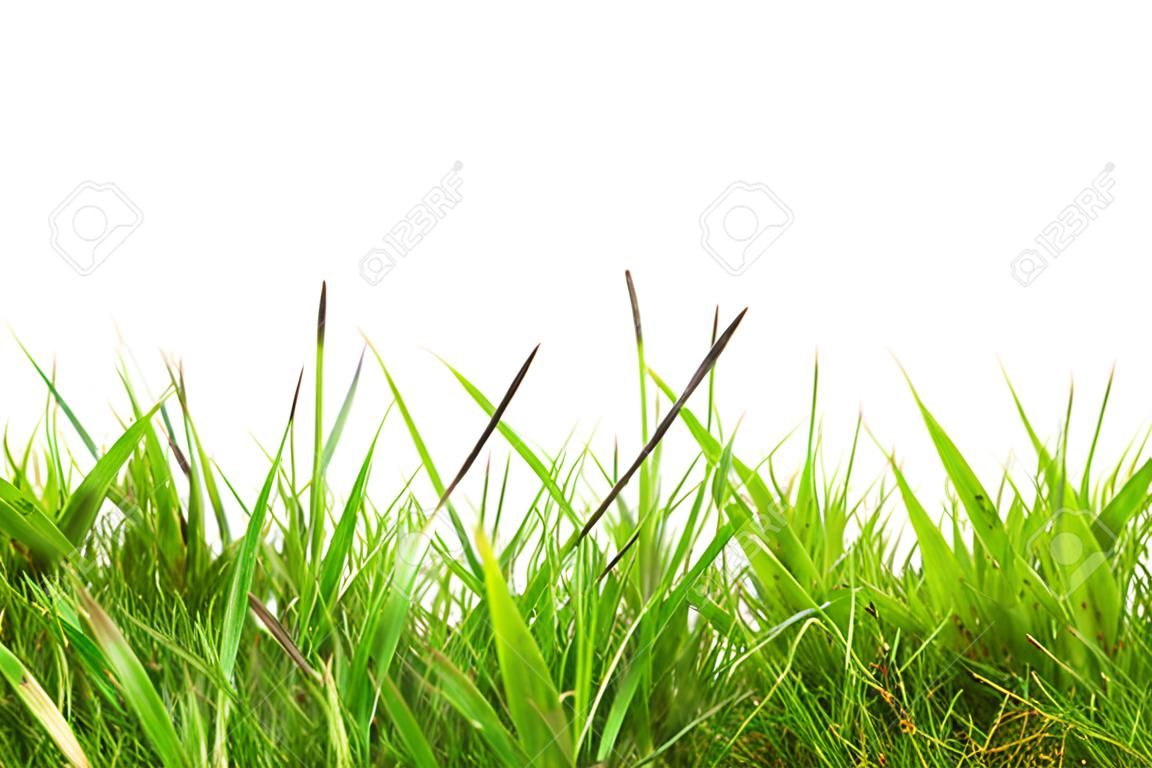 detalle de hierba sobre un fondo blanco
