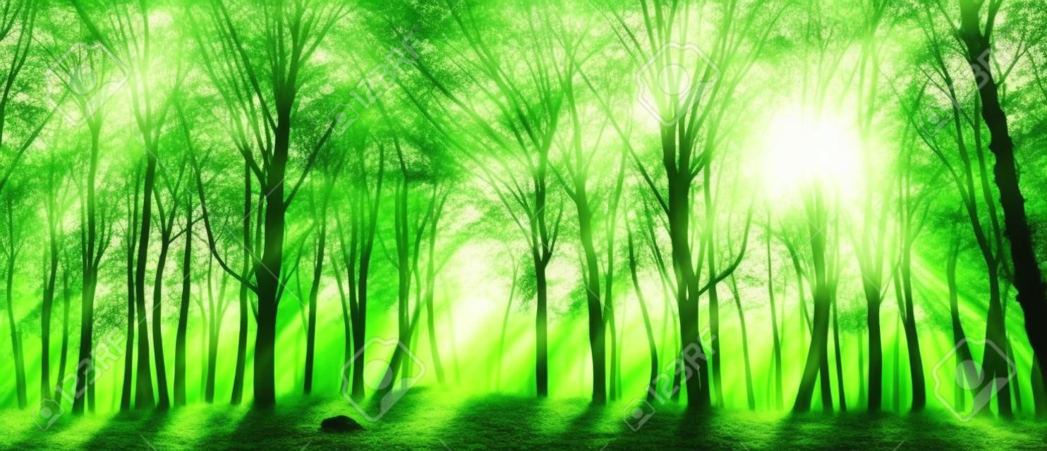 лесные деревья. Природа зеленый лес солнечного света фоны.