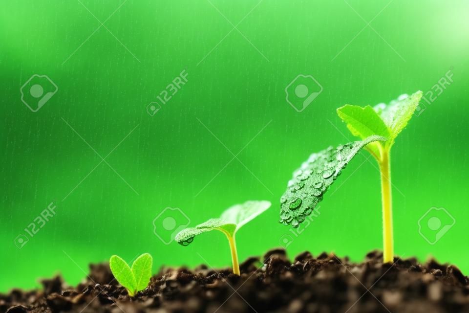 Zielona sadzonka rośnie na ziemi w deszczu. Dla biznesu