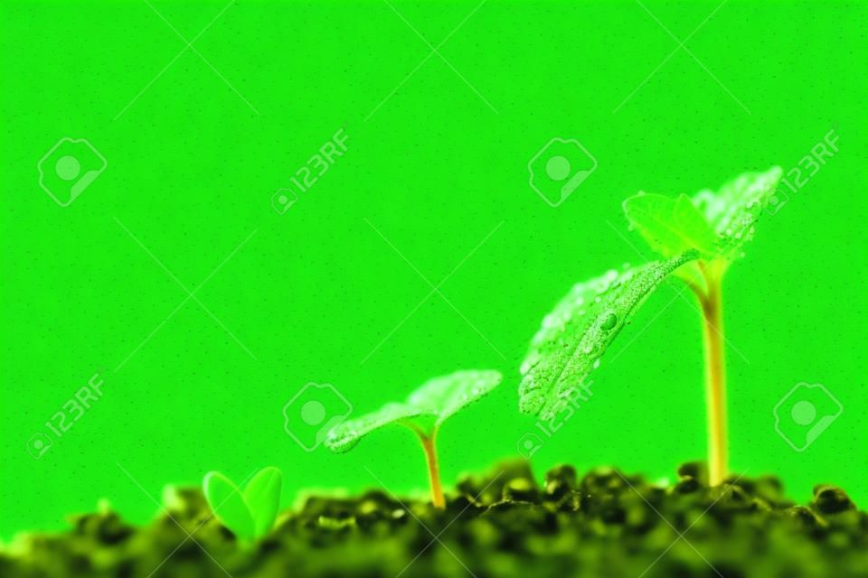 Zielona sadzonka rośnie na ziemi w deszczu. Dla biznesu