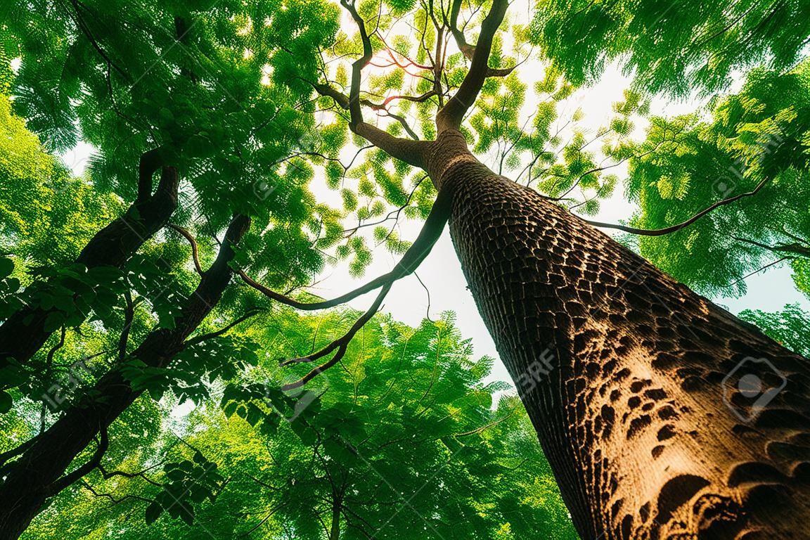 alberi della foresta primaverile. sfondi di luce solare di legno verde natura.