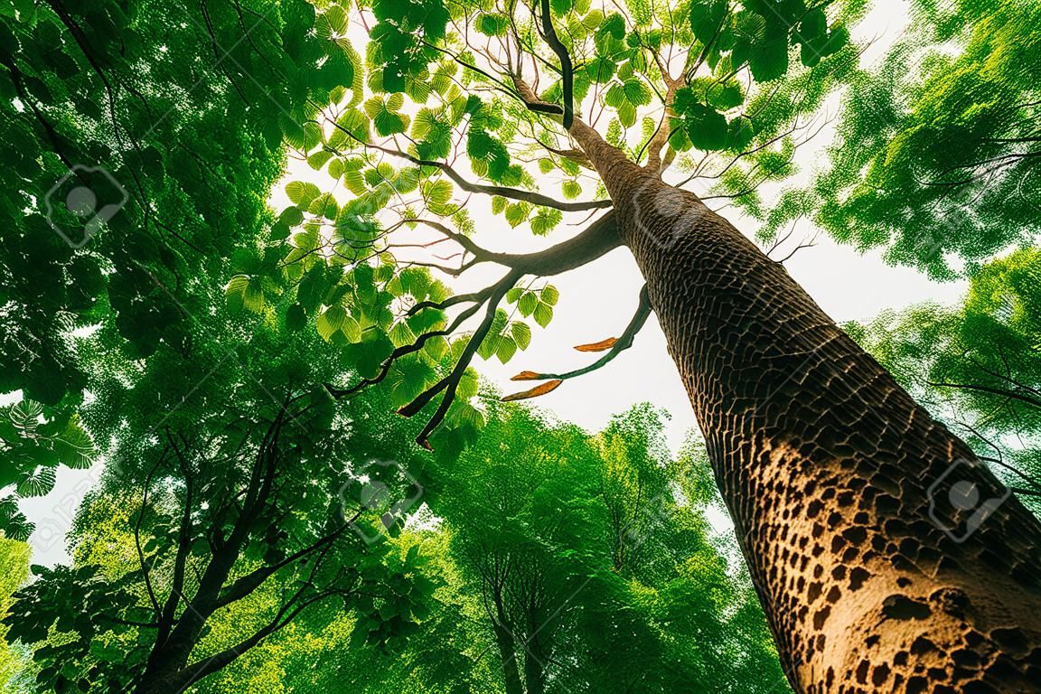alberi della foresta primaverile. sfondi di luce solare di legno verde natura.