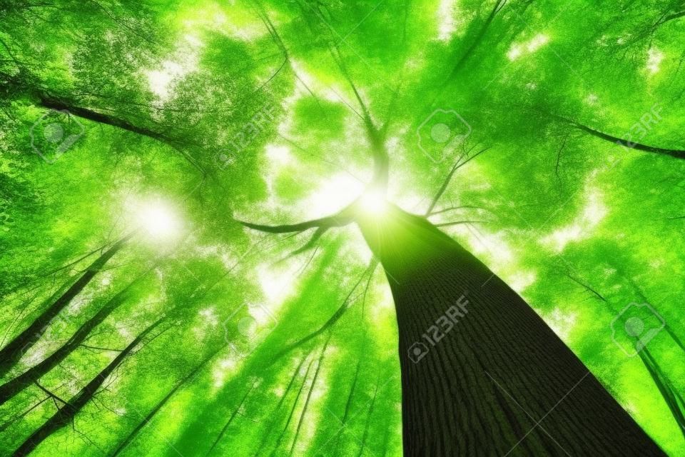 spring forest trees. nature green wood sunlight backgrounds.