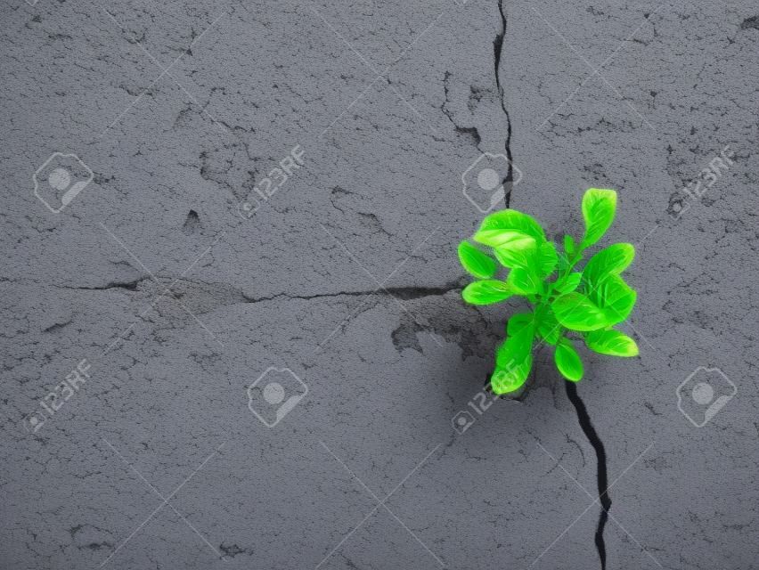 Small plant grow up from crack of cement floor
