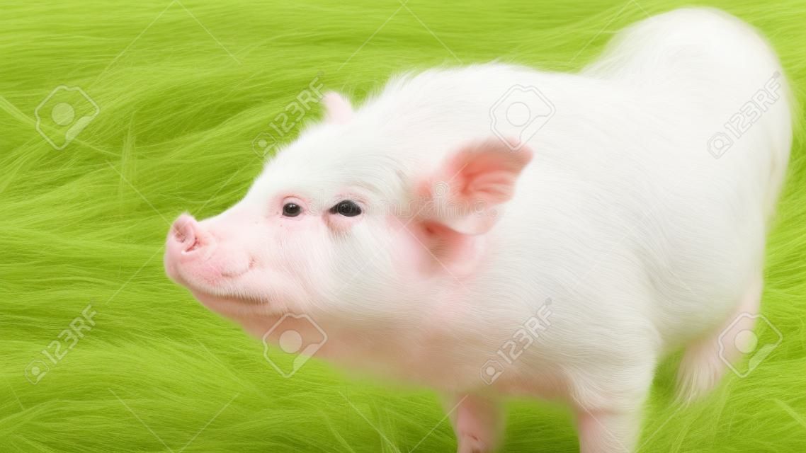 Piebald mini pig of the Vietnamese breed on hay background. Animal and agriculture concepts.
