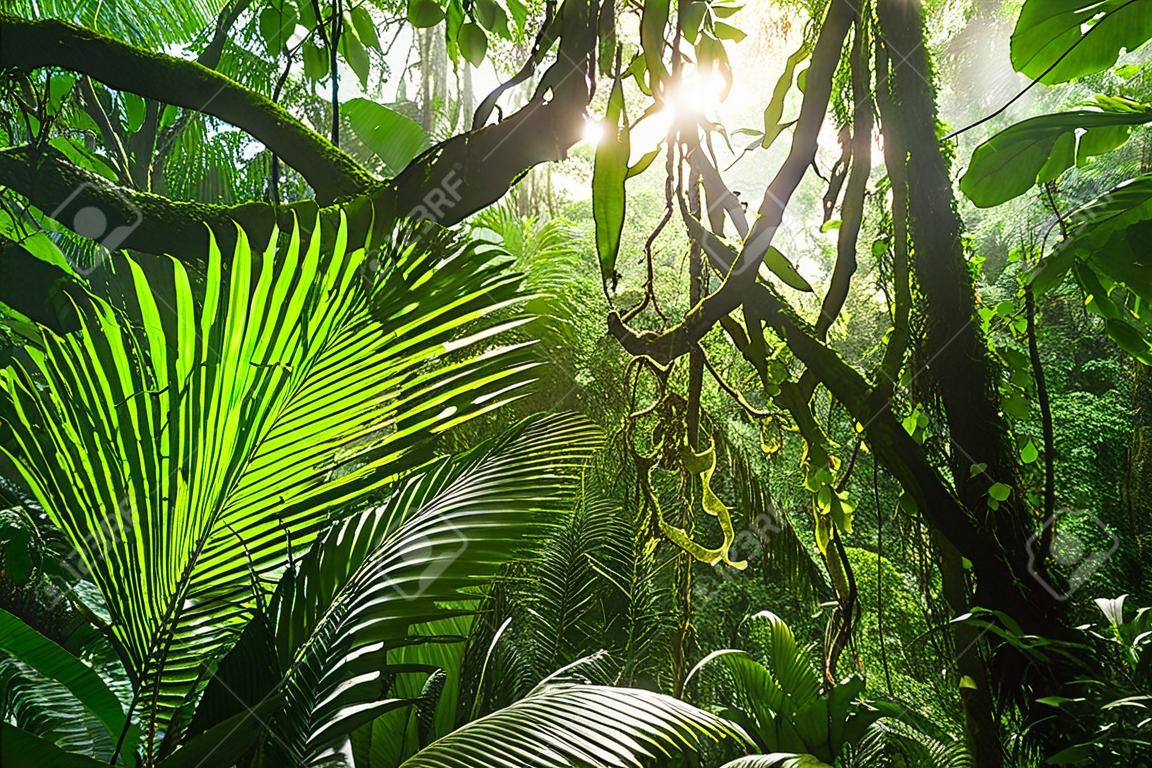 Mglisty las deszczowy w Kostaryce, Ameryka Środkowa