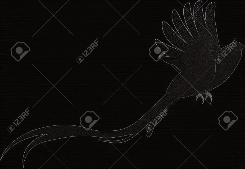 Ombra dell'uccello quetzal (Pharomachrus mocinno). Leggendario uccello azteco e maya. Simbolo nazionale del Guatemala. Disegno piatto nero.
