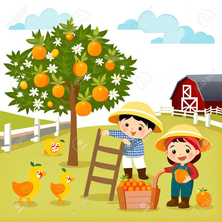 Caricature d'illustration vectorielle de petit garçon et petite fille cueillant des oranges dans la ferme.