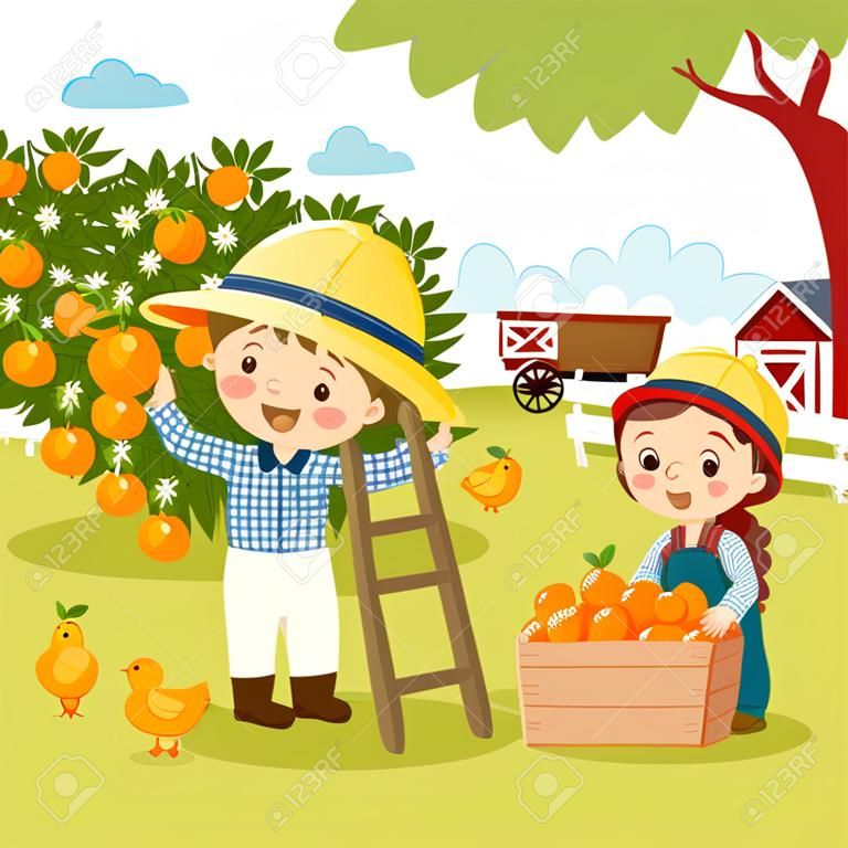 어린 소년과 어린 소녀가 농장에서 오렌지를 따는 벡터 삽화 만화.