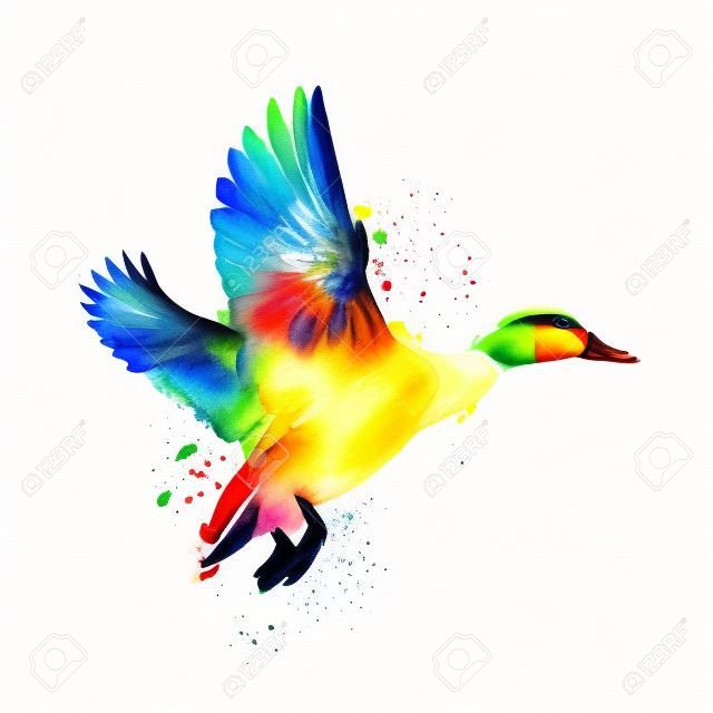 Ente aus einem Spritzer Aquarell, farbige Zeichnung, realistisch