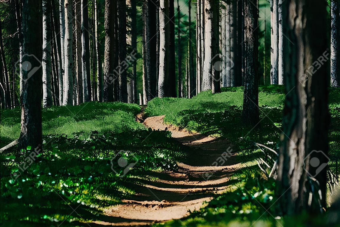 Hiking trail in Koli National Park, Finland.