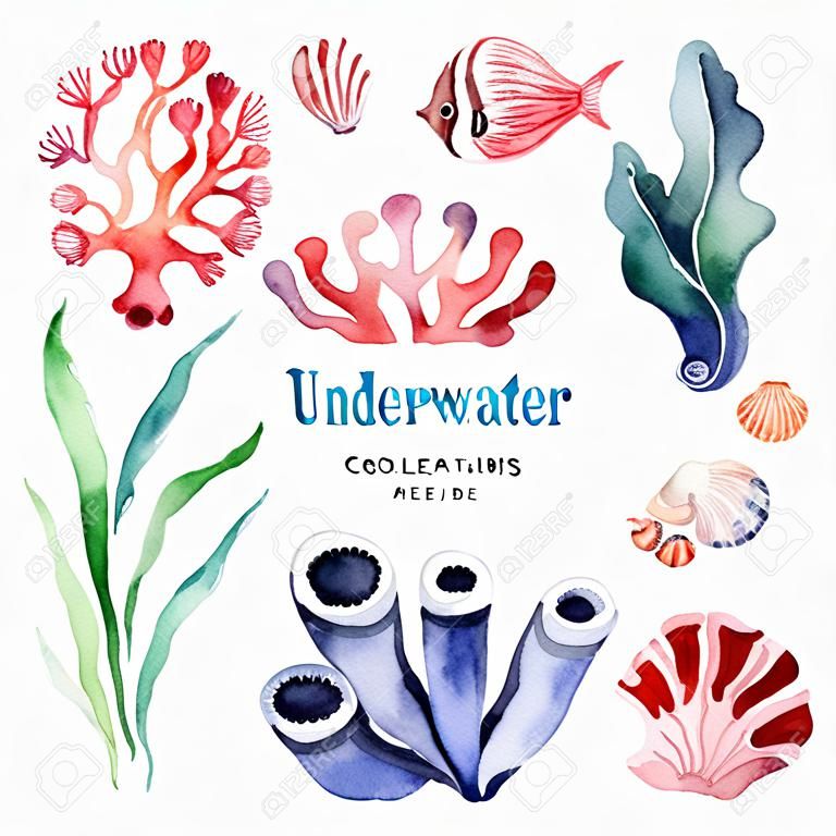 Underwater creatures. Watercolor collection with multicolored coral reefs, seashells and seaweeds.Perfect for invitations, party decorations, printable, craft project, greeting cards, blogs, stickers etc.