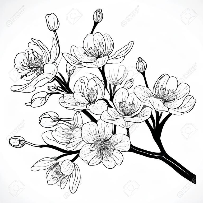 Kirschbaumblüte. Vintage schwarze und weiße Hand gezeichnete Illustration in Skizze Stil. Isolierte Elemente.