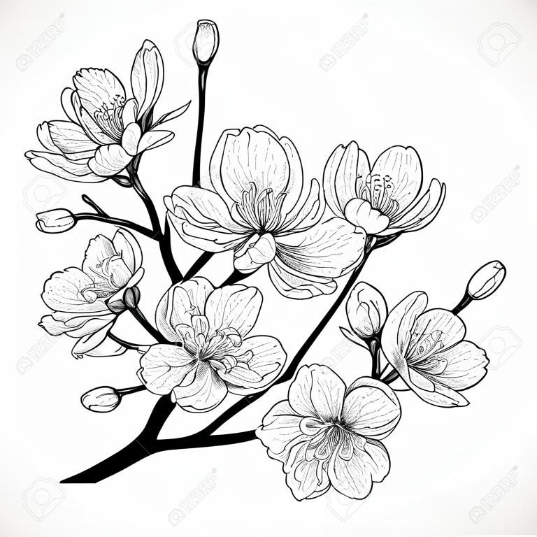 Fiore di ciliegio Illustrazione disegnata a mano in bianco e nero d'annata nello stile di schizzo. Elementi isolati.