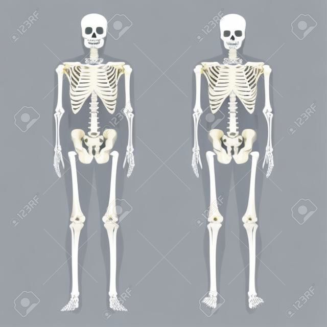 Bras du membre supérieur squelette avec ceinture scapulaire Vue avant arrière humaine avec position des os partiellement transparents. Jeu de mains, clavicule, omoplate concept plat réaliste Anatomie d'illustration vectorielle isolée